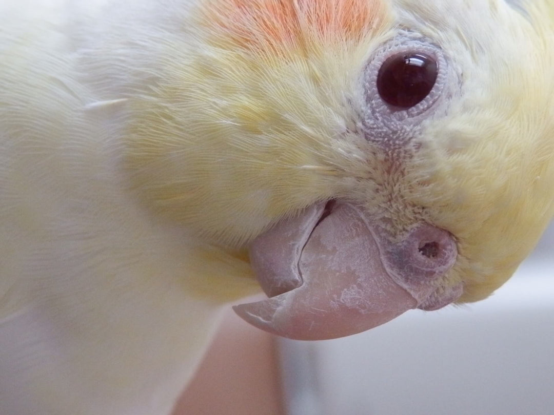 鳥吸い？はやめられない！？インコ好きなら分かる幸せな時間