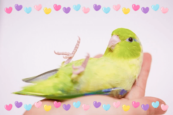 インコともっと仲良くなるためのしつけ・遊び方ガイド📝