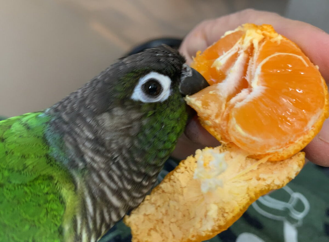 🦜 インコが食べていい果物まとめ｜危険な食べ物も解説📝イチゴの種は？🍓