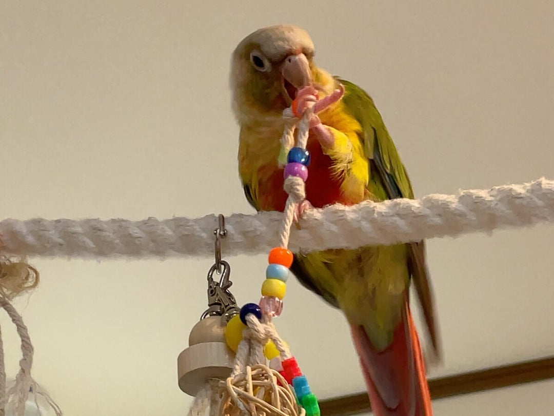 インコにも利き足はある？実際に観察してみた📝