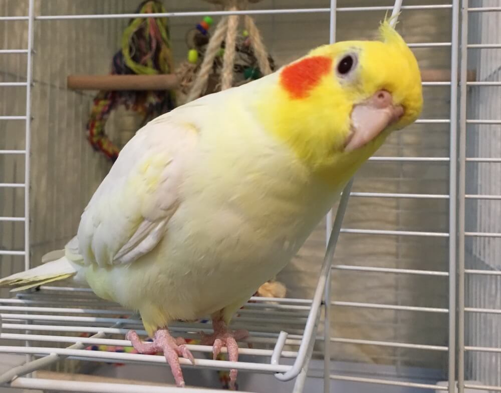 オカメインコの目が白くなった…ビタミン不足？ネクトンを与え続けて感じたこと