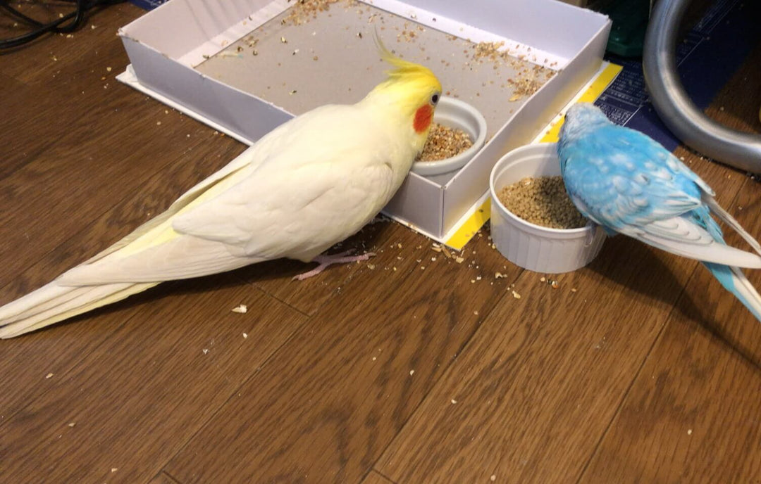 黒瀬ペットフードmania（中型インコ）の低脂肪タイプはどう違う？選び方のポイント