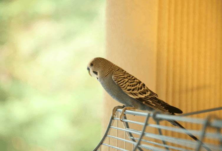 インコは逃げても家に帰ってくる？ 迷子にさせないために知っておきたいこと