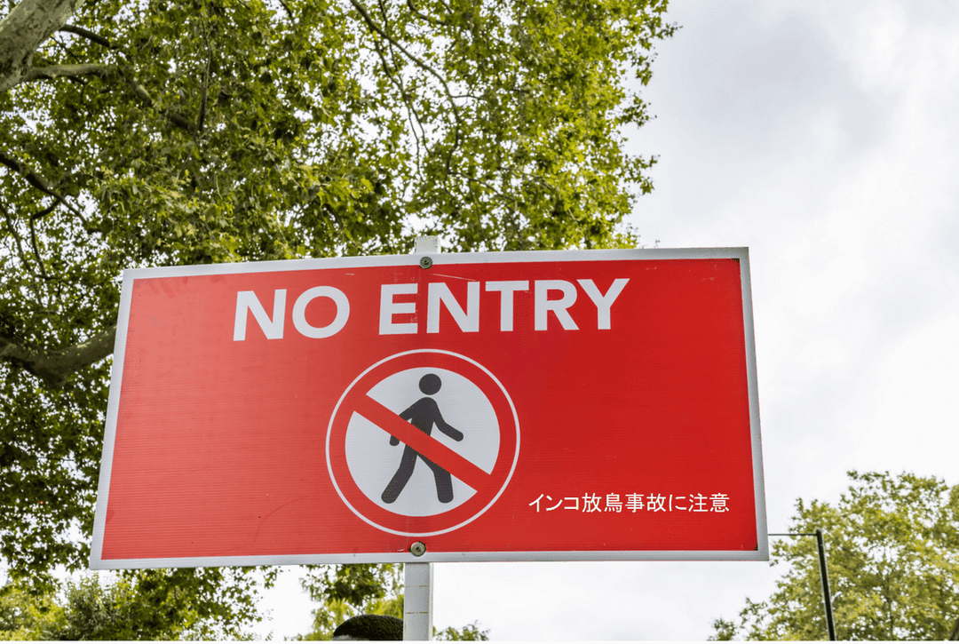 ドアの上に止まるオカメインコ（放鳥中の事故防止の注意点）