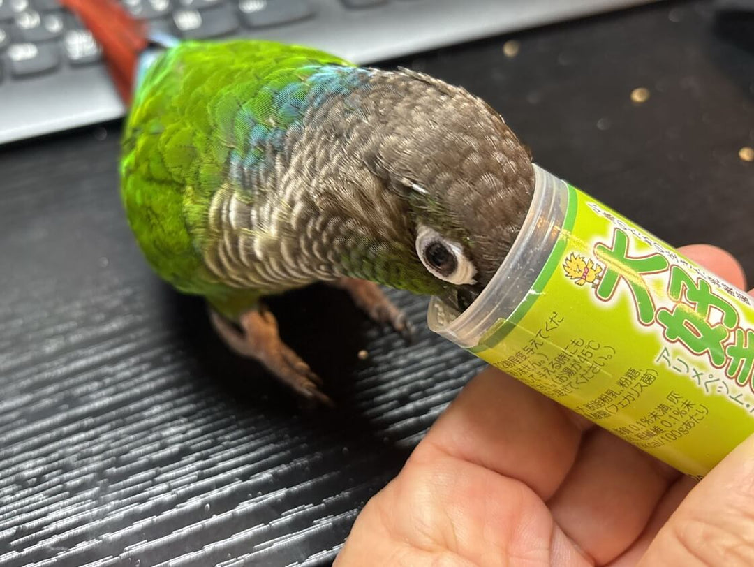 インコのフンがゆるい？大好きん（アリメペット）の与え方と実体験レビュー