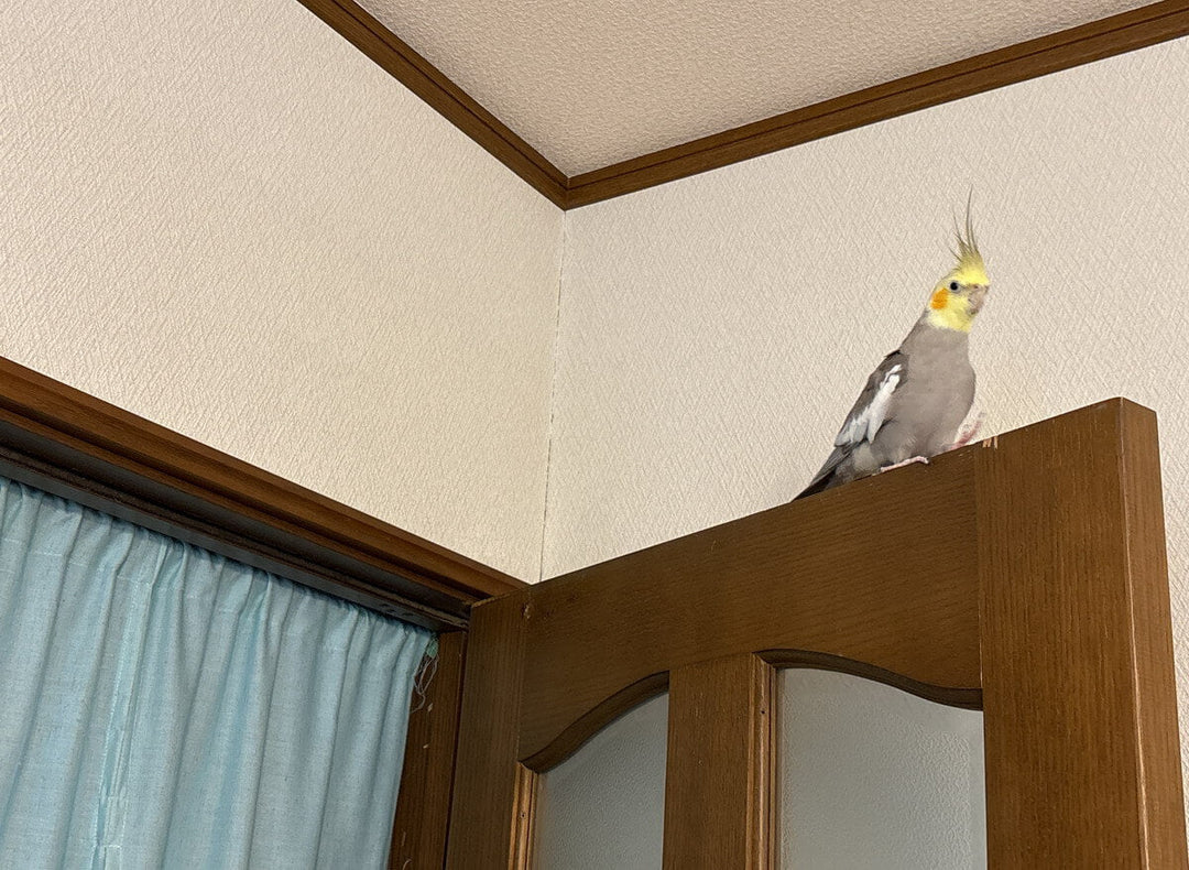 放鳥中の事故防止｜インコがドアに挟まれる事故を防ぐ方法【実体験】🚑