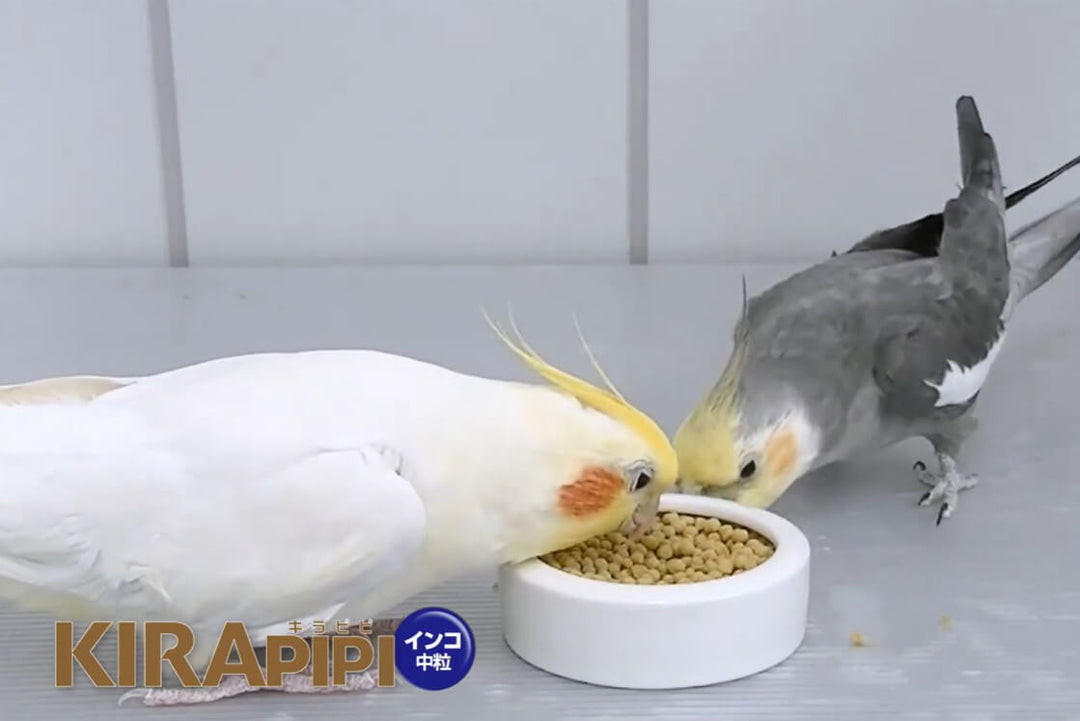 キョーリン KIRA pippiとは？特徴と主食としての選び方