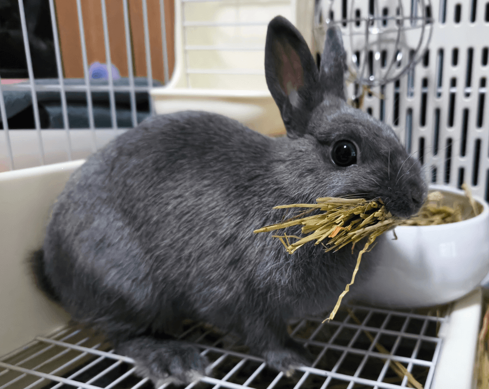 うさぎのごはん、牧草だけで大丈夫？🐰