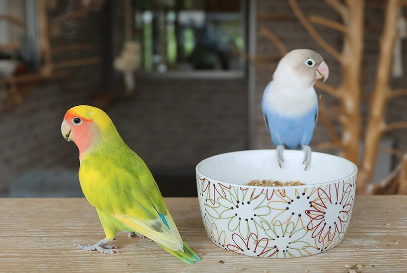 インコの餌がバラバラ問題｜黒瀬マニアシリーズでも1袋で解決できない理由