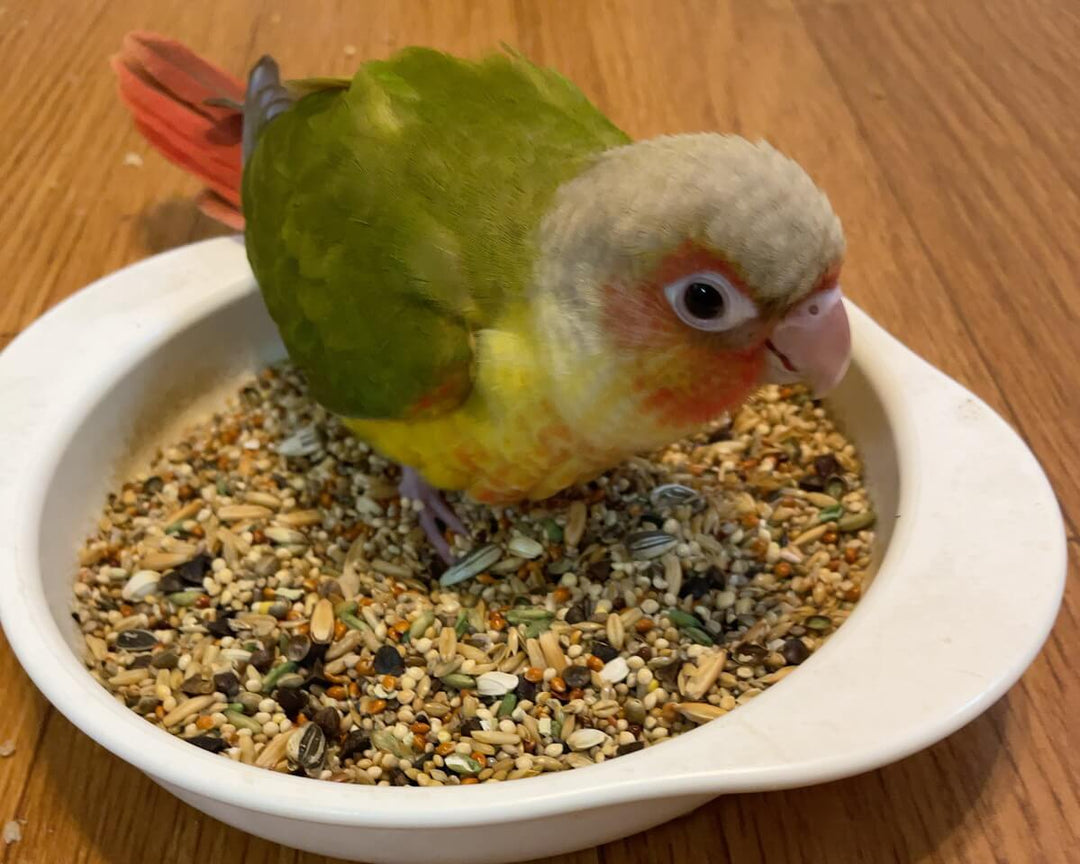 コザクラインコ・ウロコインコにはどれがいい？黒瀬maniaシリーズの選び方