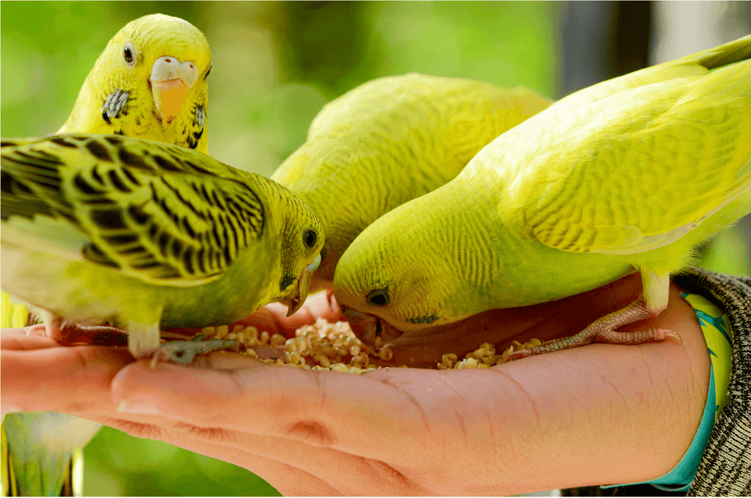 黒瀬ペットフードmaniaはセキセイインコの主食に合う？サイズ・食べ方を解説