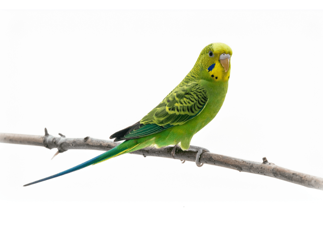 【インコの止まり木】安全な木・危険な木と天然木の作り方｜実体験で解説
