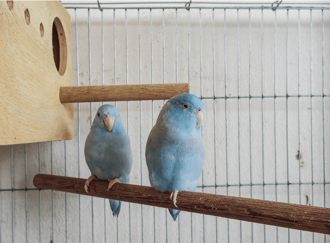 インコの巣箱は必要？寝床との違いや入れるときの注意点