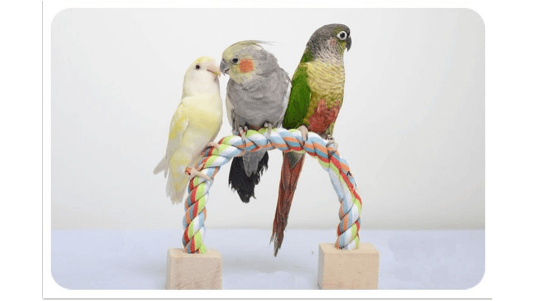 オカメインコとウロコインコの相性は？ 実際に飼ってわかったリアルな関係