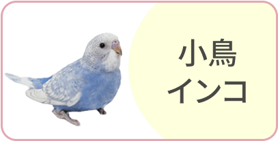 小鳥　インコ