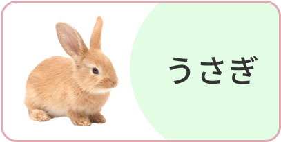 うさぎ