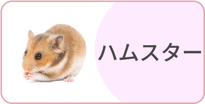 ハムスター