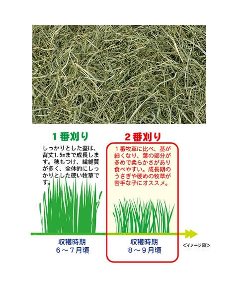 北海道　ソフトチモシー　600g　G62