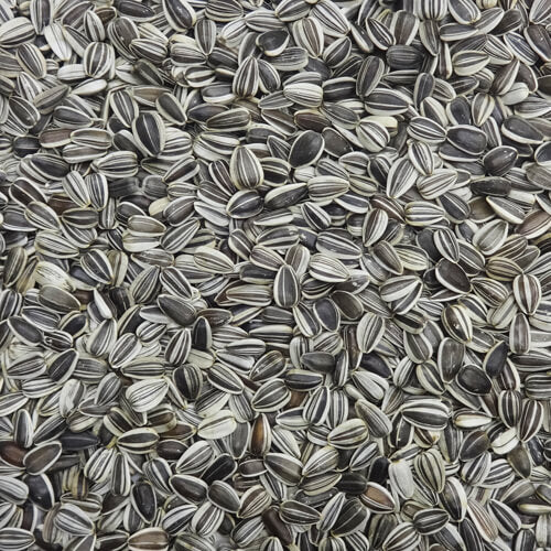 NPF　エクセル　小粒ひまわり　200g
